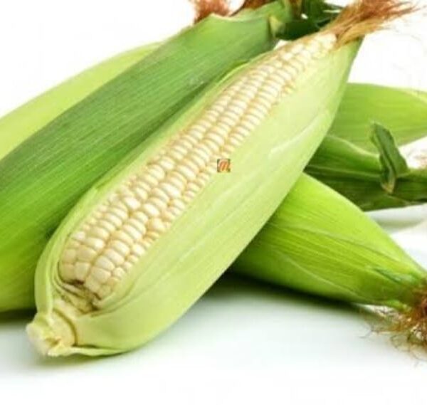 Green Maize(On Cob) -per piece