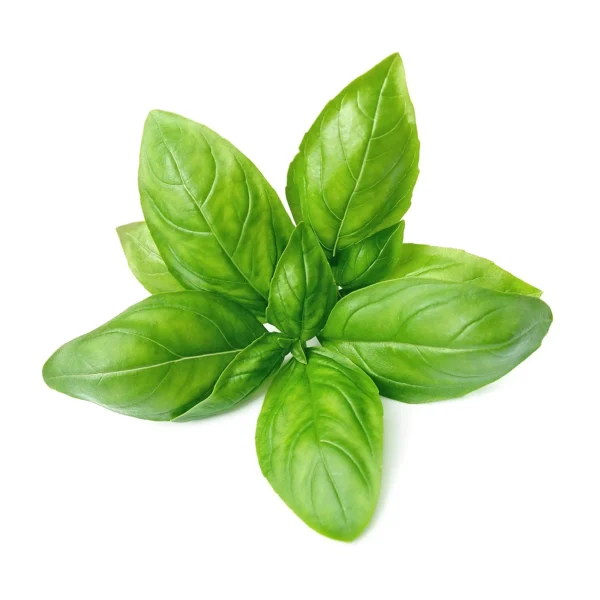 Basil -1piece